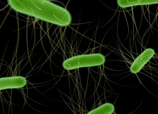 Nguyên do cơ bản viêm bàng quang là do tạp khuẩn E.coli